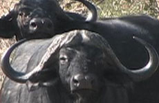 buffalo